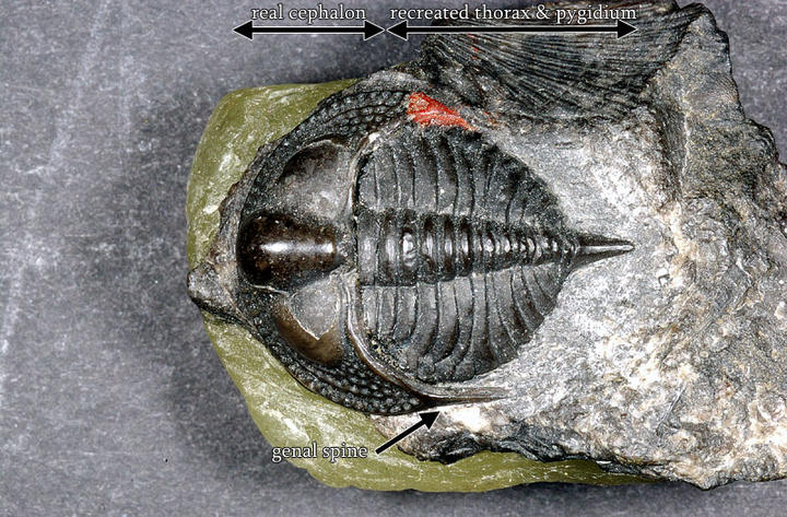 Cephalon with reconstructed thorax and pygidium - MCZ 146480: 21.5mm wide