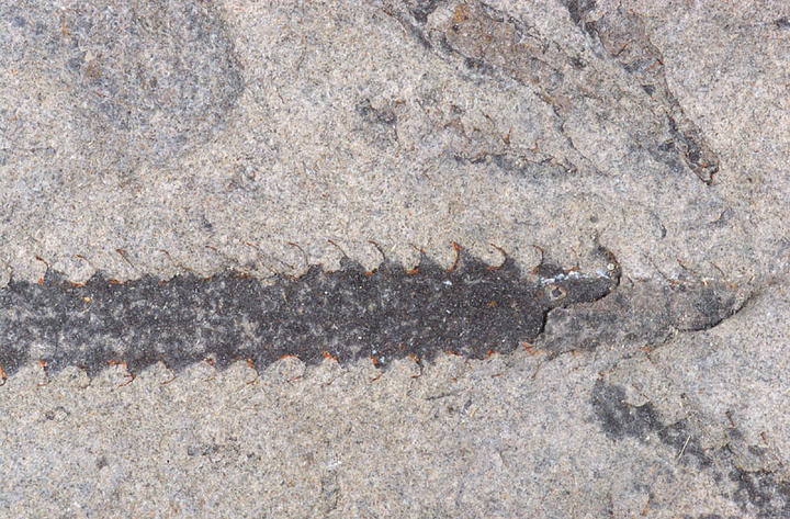 MCZ 146495: 15mm long