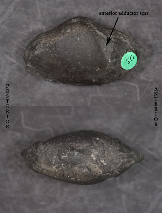 MCZ 147559: 55 mm wide