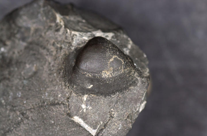 MCZ 147596: 15mm wide