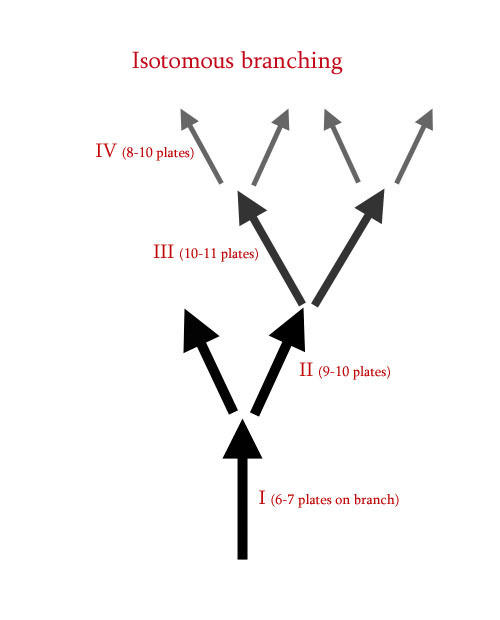 Diagram of isotomous branching