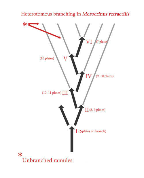 Diagram showing heterotomous branching
