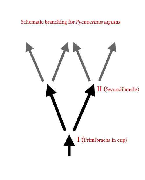 Diagram showing arm branching