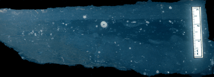 Image taken by Tom Whiteley  Sample # 10838; Layer 17