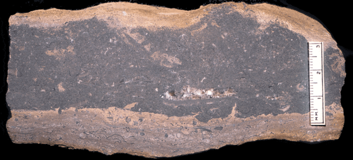 Image taken by Tom Whiteley  Sample # 10855; Layer 11