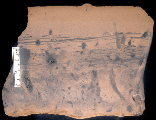 Image taken by Tom Whiteley  Sample # 10850; Layer 20