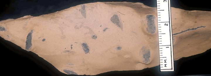 Image taken by Tom Whiteley  Sample # 10852; Layer 24