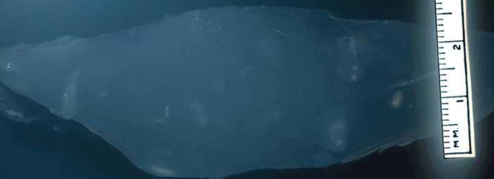 Image taken by Tom Whiteley  Sample # 10852; Layer 24