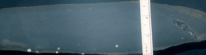Image taken by Tom Whiteley  Sample # 10837; Layer 19