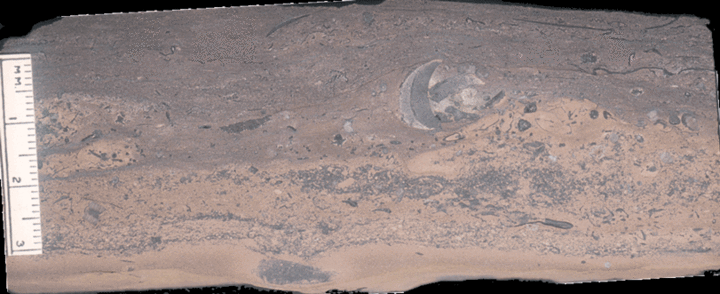 Image taken by Tom Whiteley  Sample # 10838; Layer 17