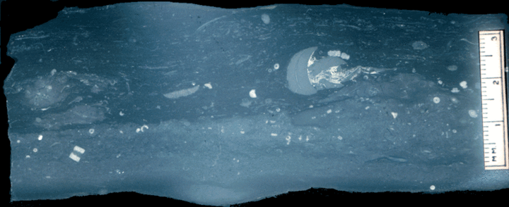 Image taken by Tom Whiteley  Sample # 10838; Layer 17