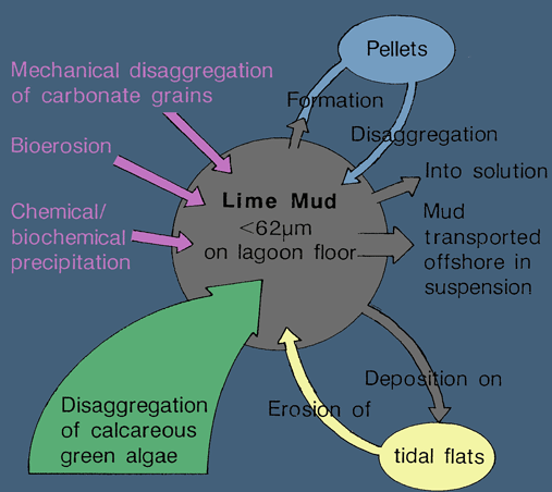 Typical Modern Lime Mud Budget for the Bahamas
