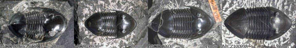 Isotelus growth series based on Raymond, 1914: from left to right, MCZ 100935, MCZ 100936, MCZ 100937, MCZ 100938