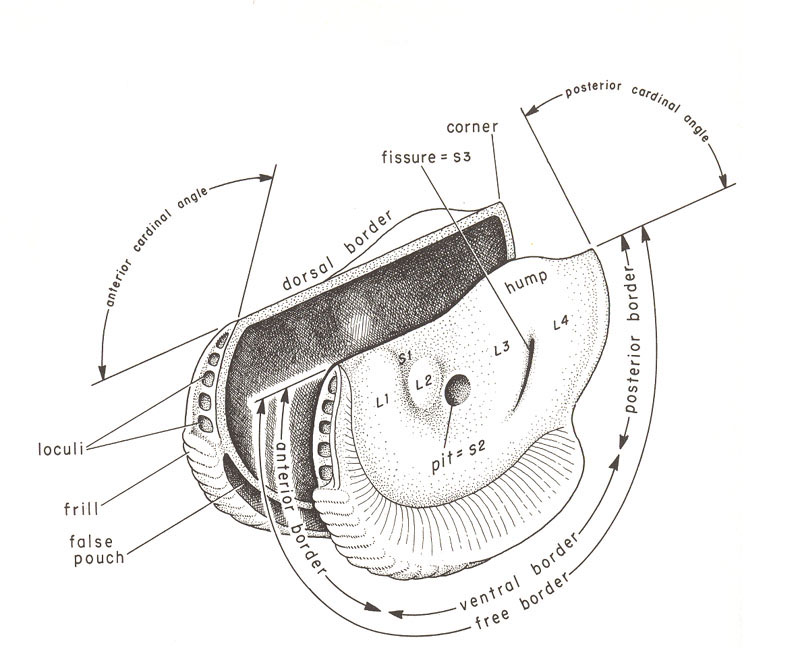 externalmoprhostracodes
