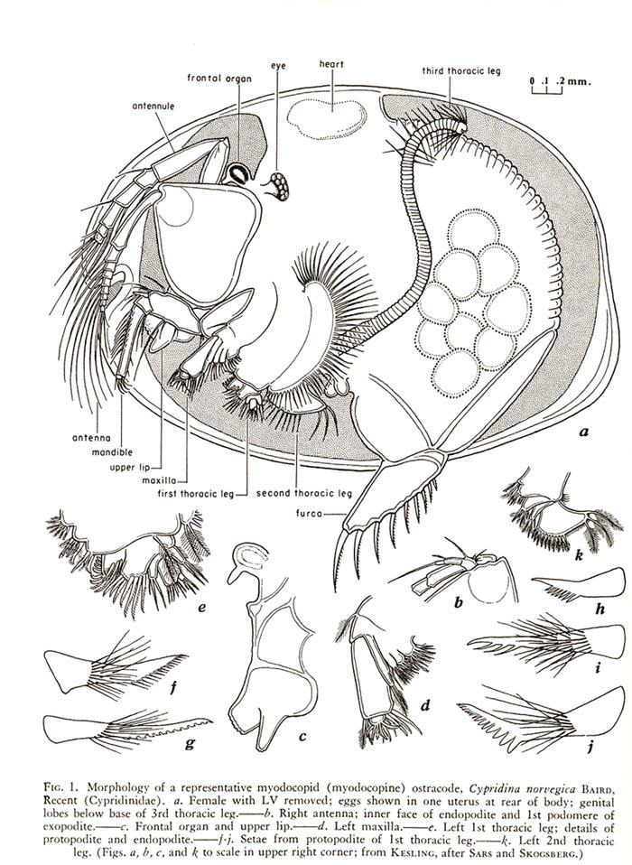 intermorphostracods