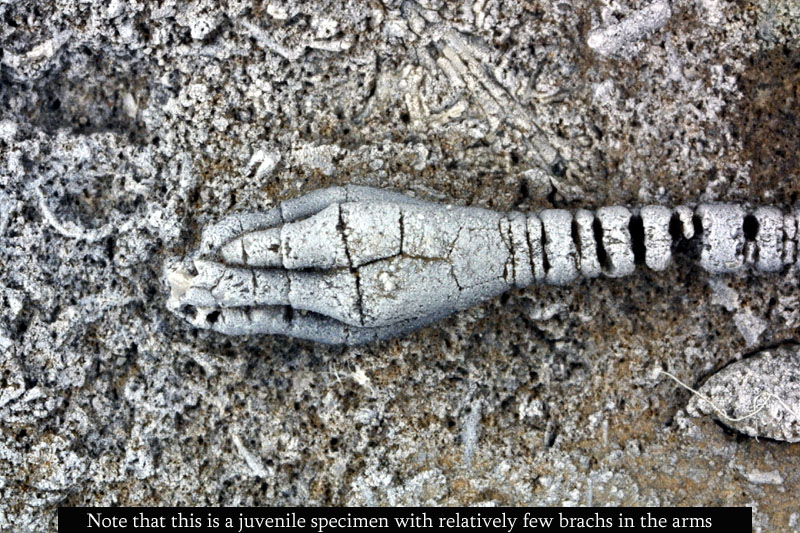 Young specimen. MCZ 136869: 15mm long